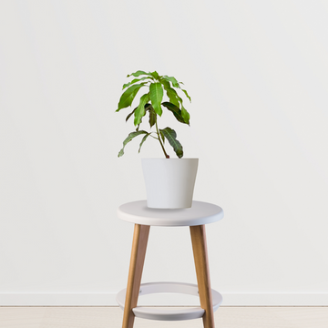 Avocado tree sapling - grafted variety